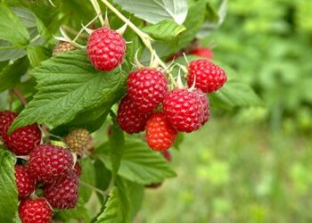 Перспективи вирощування малини в Україні: зростаючий інтерес, міжнародний ринок і виклики для виробників