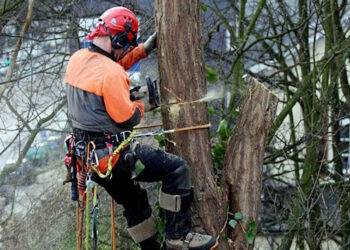 удалению деревьев