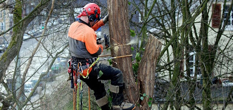 удалению деревьев