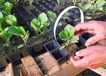 Касети для розсади