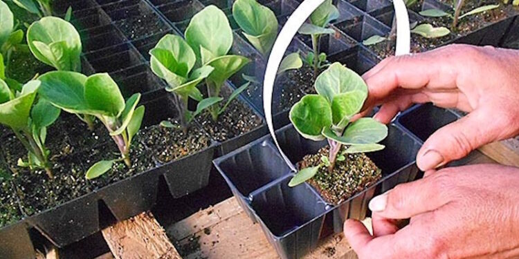 Касети для розсади