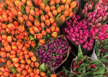 Тюльпани оптом