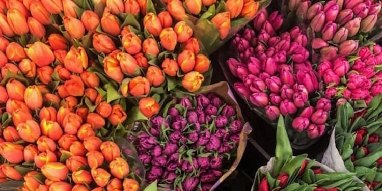 Тюльпани оптом