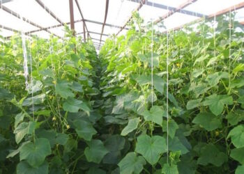 Огірки у теплиці з полікарбонату