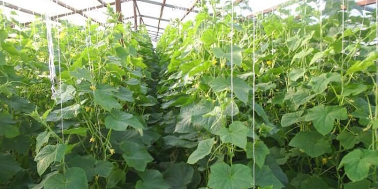 Огірки у теплиці з полікарбонату