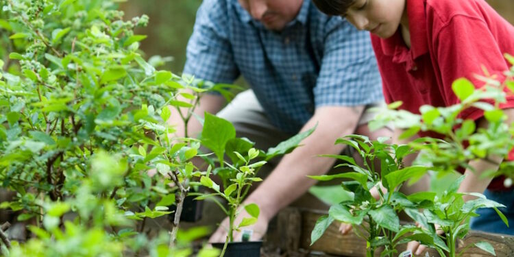 Купити добриво оптом в Україні