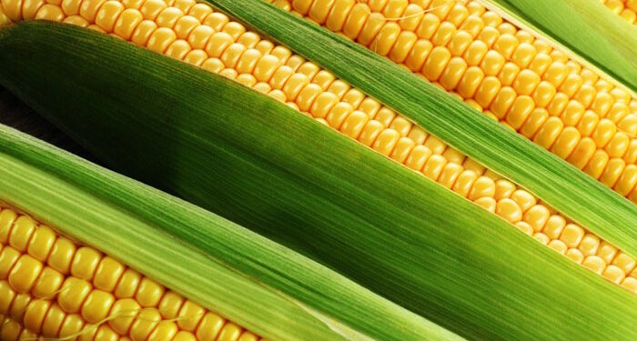 Оптовая цена кукурузы, как экономический барометр