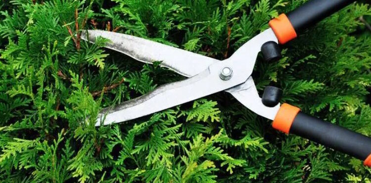 професійна чистка дерев