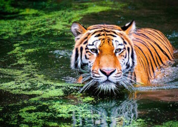 2022 год кого и какого животного