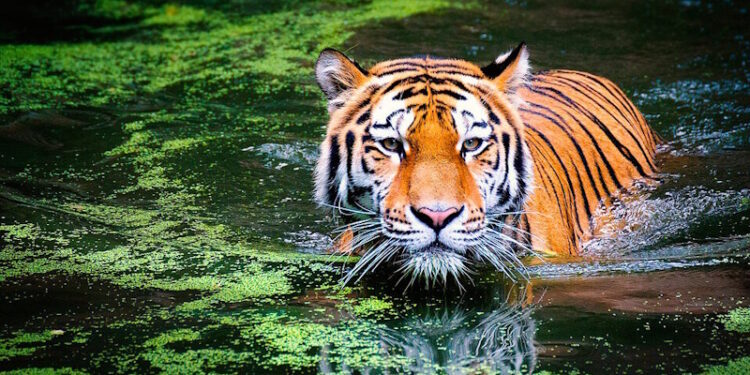 2022 год кого и какого животного