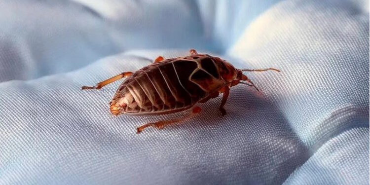 Знищення клопів