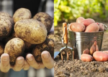 садити картоплю