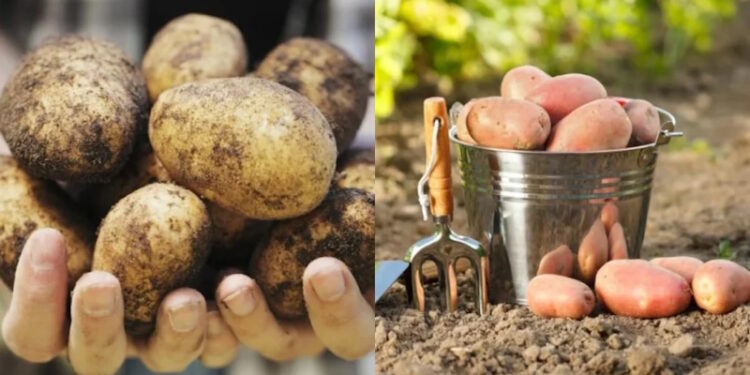 садити картоплю