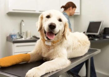 програма управління ветклінікою