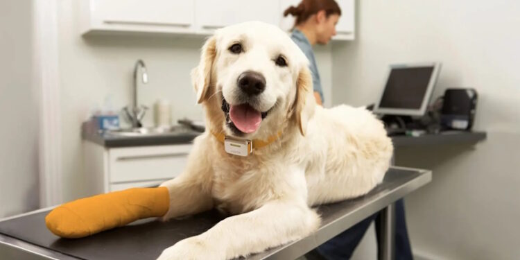 програма управління ветклінікою