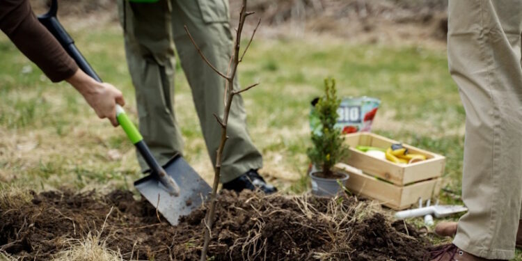 фруктовые деревья