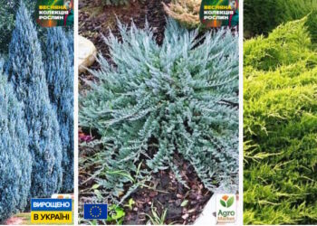 можжевельник