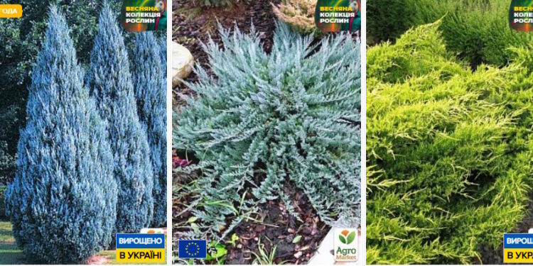 можжевельник