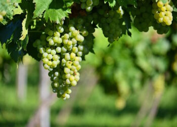 Фунгицид Топаз