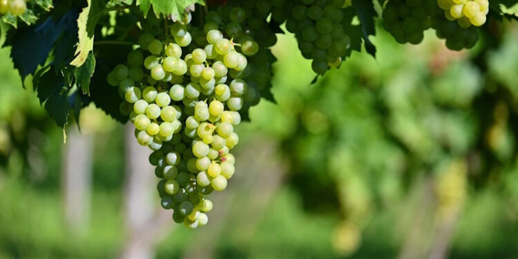 Фунгицид Топаз