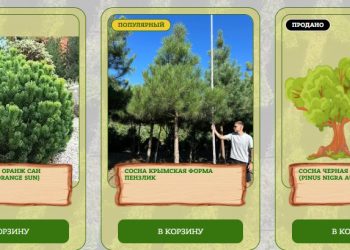 Купить сосну