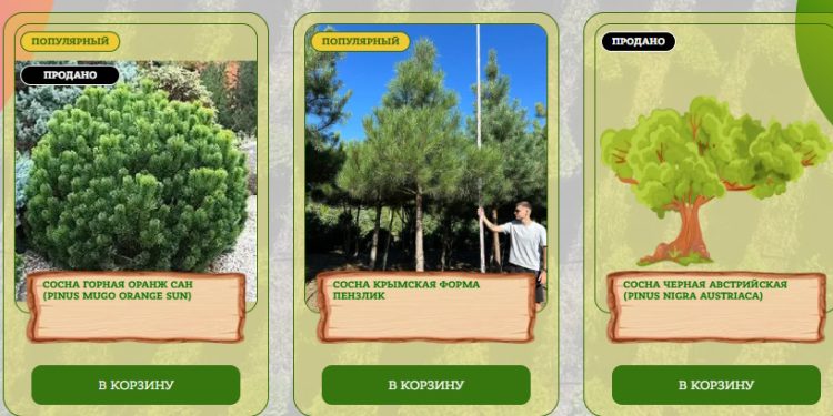 Купить сосну