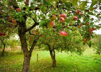 плодовые деревья