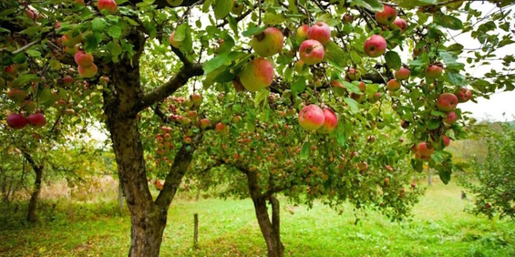 плодовые деревья